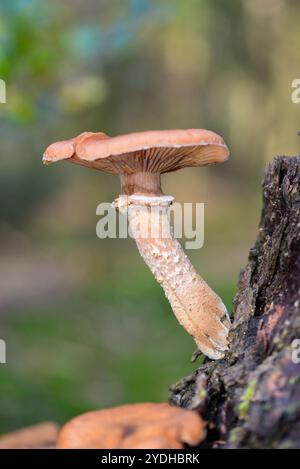 Champignon à arbre mort dans la forêt, Hollande Banque D'Images