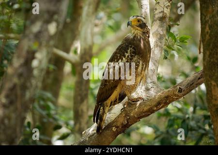 Aigle serpent à crête - Spilornis cheela est un oiseau de proie de taille moyenne trouvé dans les habitats forestiers à travers l'Asie tropicale, l'oiseau brun se dresse sur la crête Banque D'Images