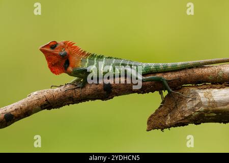 Lézard vert commun de la forêt - Calotes calotes, un lézard agamide trouvé dans les forêts des Ghâts occidentaux et des collines de Shevaroy en Inde, et Sri Lank Banque D'Images