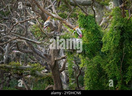 Cigogne peinte - Mycteria leucocephala Grande échassière de la famille des cigognes trouvée dans les zones humides des plaines de l'Asie tropicale au sud de l'Himalaya, nid complet i Banque D'Images