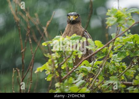 Aigle serpent à crête - Spilornis cheela est un oiseau de proie de taille moyenne trouvé dans les habitats forestiers à travers l'Asie tropicale, oiseau brun avec la crête sur th Banque D'Images