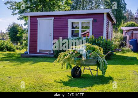 Brouette débordant de rhubarbe fraîchement récoltée se tient sur une pelouse verte luxuriante devant un chalet en bois rouge par une journée d'été ensoleillée Banque D'Images