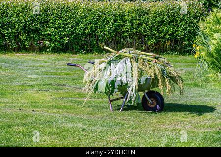 Jardinier transporte de la rhubarbe fraîchement récoltée dans une brouette par une journée ensoleillée. Les feuilles vertes luxuriantes et les tiges remplissent la brouette, indiquant Banque D'Images