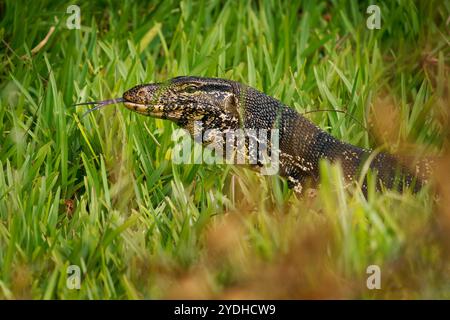 - Contrôle de l'eau Asie Varanus salvator aussi contrôle de l'eau commune, grand lézard varanid originaire d'Asie du Sud et du sud-est (kabaragoya, deux bandes de moni Banque D'Images