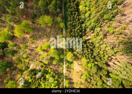 vue aérienne de haut en bas sur le sentier forestier Banque D'Images