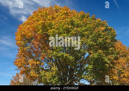 Laubbäume im Herbst Das rotgoldene Laub vom Spitz-Ahorn im Herbst dominiert in einer Kulturlandschaft inmitten von landschaftlichen Nutzflächen Essen Nordrhein-Westfalen Deutschland *** arbres à feuilles caduques en automne le feuillage rouge-or de l'érable de Norvège domine un paysage cultivé au milieu des terres agricoles à Essen, Rhénanie du Nord-Westphalie, Allemagne Banque D'Images