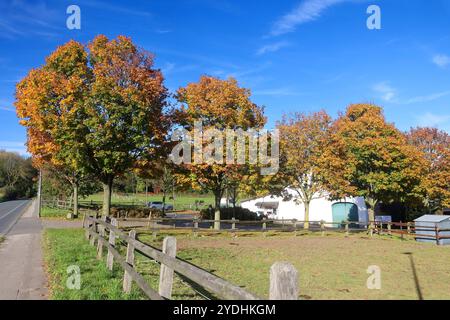 Laubbäume im Herbst Das rotgoldene Laub vom Spitz-Ahorn im Herbst dominiert in einer Kulturlandschaft inmitten von landschaftlichen Nutzflächen Essen Nordrhein-Westfalen Deutschland *** arbres à feuilles caduques en automne le feuillage rouge-or de l'érable de Norvège domine un paysage cultivé au milieu des terres agricoles à Essen, Rhénanie du Nord-Westphalie, Allemagne Banque D'Images