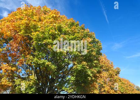 Laubbäume im Herbst Das rotgoldene Laub vom Spitz-Ahorn im Herbst dominiert in einer Kulturlandschaft inmitten von landschaftlichen Nutzflächen Essen Nordrhein-Westfalen Deutschland *** arbres à feuilles caduques en automne le feuillage rouge-or de l'érable de Norvège domine un paysage cultivé au milieu des terres agricoles à Essen, Rhénanie du Nord-Westphalie, Allemagne Banque D'Images