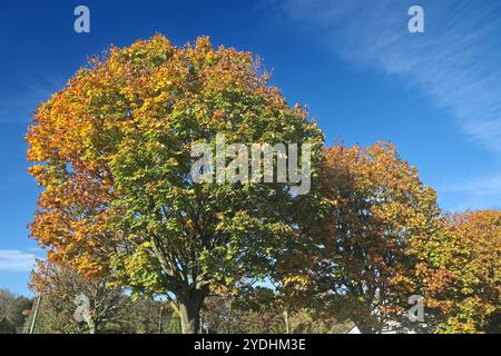 Laubbäume im Herbst Das rotgoldene Laub vom Spitz-Ahorn im Herbst dominiert in einer Kulturlandschaft inmitten von landschaftlichen Nutzflächen Essen Nordrhein-Westfalen Deutschland *** arbres à feuilles caduques en automne le feuillage rouge-or de l'érable de Norvège domine un paysage cultivé au milieu des terres agricoles Essen Rhénanie-du Nord-Westphalie Allemagne Banque D'Images