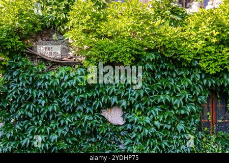 Les vignes couvrent les maisons médiévales en pierre du petit village de Nernier, le long de la rive française du lac Léman à Nernier, haute Savoie, France. Banque D'Images