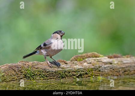 Oiseau buvant de l'eau dans la forêt, gros plan. Arrière-plan flou et coloré. Zone de copie, femelle. Bullfinch eurasien, Pyrrhula pyrrhula Banque D'Images