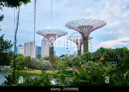 Singapour - 14 août 2024 : Supertree Grove dans Garden by the Bay à Singapour. Paysage du bâtiment d'affaires de Singapour autour de Marina Bay Banque D'Images