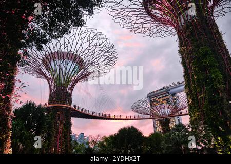 Singapour - 14 août 2024 : Supertree Grove dans Garden by the Bay à Singapour. Paysage du bâtiment d'affaires de Singapour autour de Marina Bay Banque D'Images