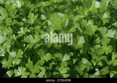 Gros plan de plants de coriandre (coriandre), germant comme microgreens, dans une rangée, dans un jardinier, en utilisant un sol de compost. Banque D'Images