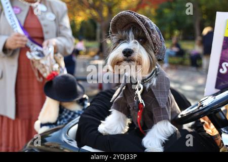 Avery Finn pose pour une photo lors de la Parade canine d'Halloween de Washington Square Park à New York, New York, samedi 26 octobre 2024. (Photo : Gordon Donovan) Banque D'Images