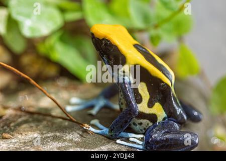 La grenouille dingue empoisonnée à la teinture (Dendrobates tinctorius), Banque D'Images