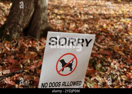 Désolé pas de chiens autorisés signe dans le parc public avec des feuilles d'automne sur le sol Banque D'Images