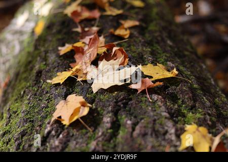 Perspective des feuilles d'automne reposant sur l'arbre tombé moussue Banque D'Images