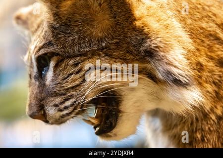 Gros plan d'un lynx rufus (taxidermie lynx rufus) au centre d'accueil des visiteurs du parc national de Tallulah gorge State Park, exposition animalière de Géorgie à Tallulah Falls, Géorgie. (ÉTATS-UNIS) Banque D'Images