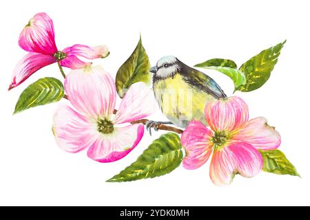 Illustration aquarelle, titmouse assis sur une branche de cornouiller en fleurs, avec de belles fleurs roses. Dessin de printemps aquarelle peint à la main. Banque D'Images