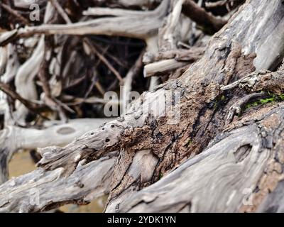 grande pile composée de branches et de brindilles situées sur la plage Banque D'Images