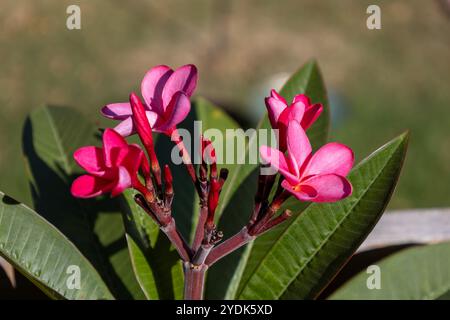 Vue macro abstraite plein cadre de belles fleurs et bourgeons roses profondes sur une plante plumeria extérieure (frangipanier) Banque D'Images