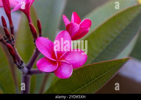 Vue macro abstraite plein cadre de belles fleurs et bourgeons roses profondes sur une plante plumeria extérieure (frangipanier) Banque D'Images