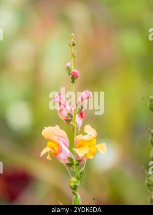 Fleurs roses dans le jardin appelées Snapdragon ou Antirrhinum majus ou lapins lapin. Antirrhinum rose ou fleurs de dragon ou Snapdragons à l'extérieur. Banque D'Images