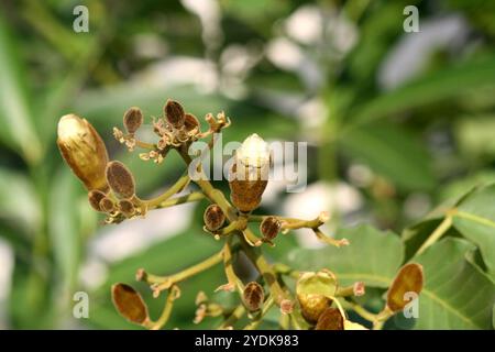 Bourgeons floraux de Katsagon (Fernandoa adenophylla) parmi les feuillages verts. Banque D'Images