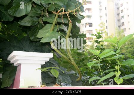 Capsules de graines de Katsagon (Fernandoa adenophylla) suspendues à un arbre. Banque D'Images