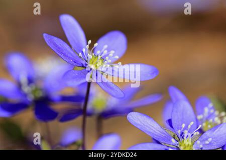 Fleurs bleues de hepatica nobilis ou Anemone hepatica vues de près au printemps Banque D'Images