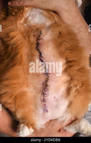 Suture chirurgicale sur l'abdomen d'un chat, cousue avec du fil chirurgical. Gros plan Banque D'Images