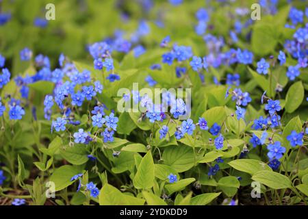 Fleurs bleues d'Omphalodes verna, également connues sous les noms communs de Creeping Navelwort ou Blue-eyed Mary Banque D'Images