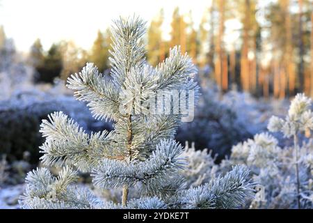 Hoarfrost couvert petit pin à la lisière de la forêt sur une belle journée du début de l'hiver Banque D'Images