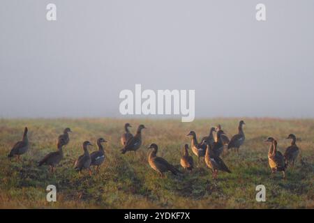 Groupe d'oies égyptiennes dans une prairie par un jour brumeux. Banque D'Images