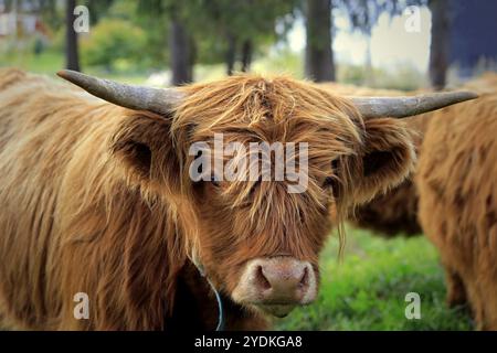 Gros plan portrait d'un jeune taureau des Highlands sur le terrain parmi le troupeau de bétail des Highlands Banque D'Images