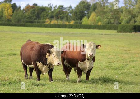 Deux gros taureaux Hereford sur un champ d'herbe verte par un jour clair d'automne Banque D'Images