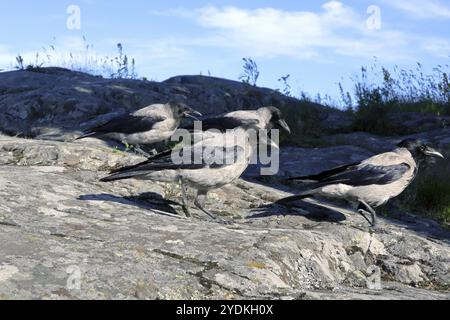 Trois jeunes corbeaux à capuchon, Corvus cornix, suivent leur oiseau parent sur un terrain rocheux un jour d'été Banque D'Images