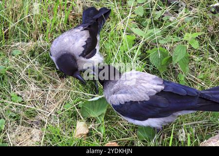 Deux jeunes Crows à capuche, Corvus cornix explorant leur environnement. Les jeunes corbeaux examinent leur environnement avec beaucoup de curiosité Banque D'Images