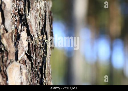 Gros plan sur le tronc de pin et la forêt défocalisée par une journée ensoleillée. dof peu profond, bokeh, adapté aux arrière-plans Banque D'Images