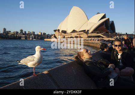 16.09.2018, Sydney, Nouvelle-Galles du Sud, Australie, les gens profitent du soleil du soir avec une mouette dans un café de rue à Circular Quay, pendant la famo Banque D'Images