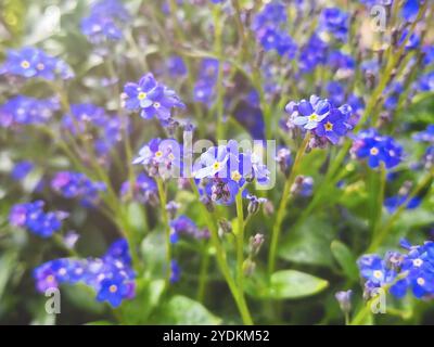 Fleurs de Myosotis sylvatica, plante cultivar Forget-me-not poussant dans un parc. Faible profondeur de champ. Photo du téléphone Banque D'Images