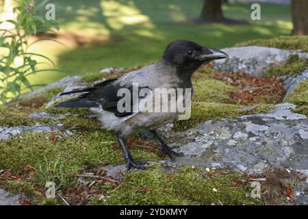 Deux jeunes corbeaux à capuche, Corvus cornix, debout sur un rocher en milieu naturel Banque D'Images