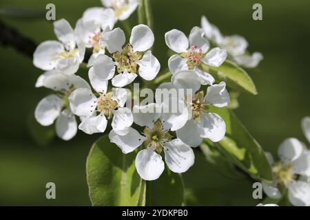 Gros plan des fleurs blanches de pommier au printemps Banque D'Images