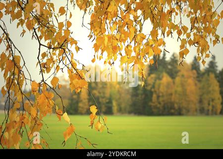 Feuillage jaune d'un bouleau, Betula pendula, en automne au coucher du soleil avec forêt d'automne sur le fond Banque D'Images