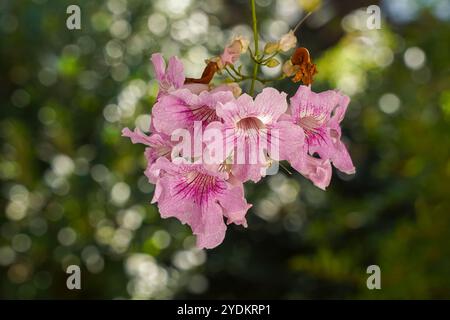 Fleurs de vigne de trompette rose (Podranea ricasoliana) originaire d'Afrique du Sud dans jardin, Espagne. Banque D'Images