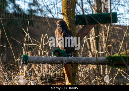Halloween Zoo Boo Event au zoo d'Alaska Alaska Alaska, États-Unis - le 26 octobre 2024 le zoo d'Alaska à Anchorage a apporté une joie festive à la faune avec un événement spécial Zoo Boo sur le thème d'Halloween pour les enfants et les familles. Les familles et les enfants ont passé une journée inoubliable dans un environnement spécial entouré de décorations d'Halloween. Copyright : xHASANxAKBASx Banque D'Images