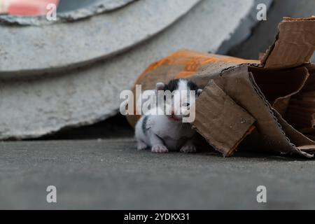 un chaton borgne abandonné pauvre gémit et rampait difficilement au bord de la route Banque D'Images