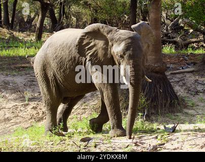 Éléphant à la réserve de gibier Selous. Éléphant mâle paissant dans la brousse, à Selous Game Reserve en Tanzanie Banque D'Images