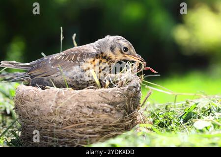 Niché dans un nid dans l'environnement naturel, le Fieldfare de la grive Banque D'Images